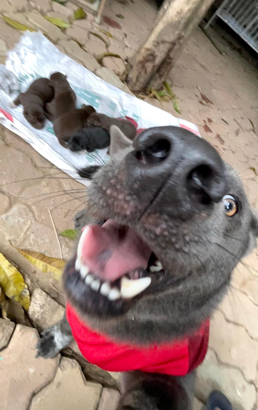 Ngay lập tức, cư dân mạng liền tràn vào chúc mừng "ông bố trẻ". Nhiều người không khỏi vui mừng vì cuối cùng chú chó ngờ nghệch ngày nào cũng đã trưởng thành.