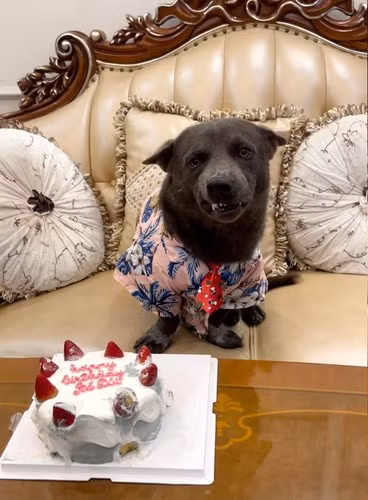 Trước đó, mạng xã hội từng xuất hiện thông tin Dúi "dậy thì thất bại" khiến fan đứng ngồi không yên.