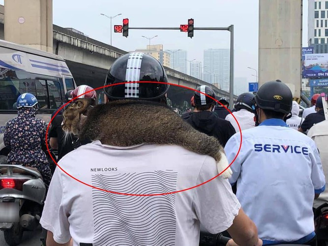 Nhiều netizen đã để lại những bình luận dành lời khen cho chú mèo dễ thương và khá bạo khi dám ngồi vắt vẻo ở vị trí như vậy suốt quãng đường xa.