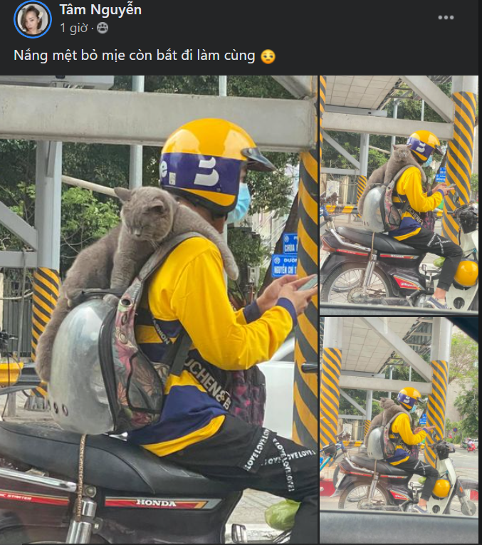 Những câu chuyện đáng yêu giữa thú cưng và chủ không phải hiếm thấy nhưng mỗi khi bắt gặp cảnh "sen" và "boss" cùng nhau xuất hiện, netizen lại được một phen phải bật cười. Điển hình như mới đây, giữa con phố tập nập, hình ảnh chú mèo ngồi trên cổ nam thanh niên làm xe ôm công nghệ khiến ai cũng phải thích thú.