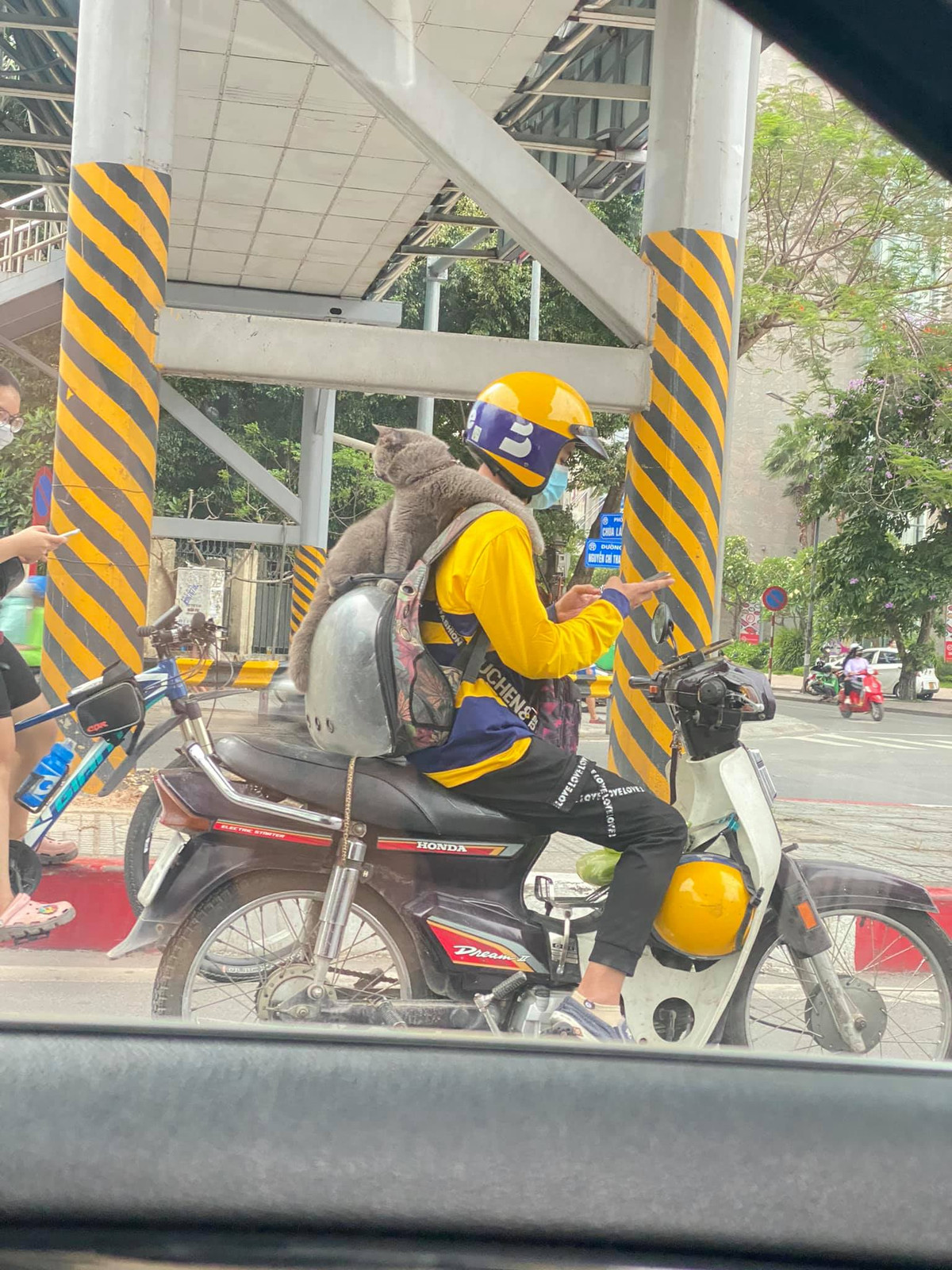 Điều đáng chú ý trong bức ảnh đó là dáng ngồi và thái độ "không ngại chỗ đông người" của chú mèo Anh lông ngán khi phải cùng chủ ra đường kiếm tiền.