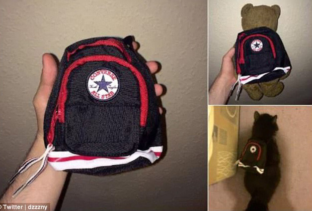 Hí hửng mua ba-lô cho mình đi học, ai ngờ shop giao nhầm ba-lô cho mèo đi dạo.