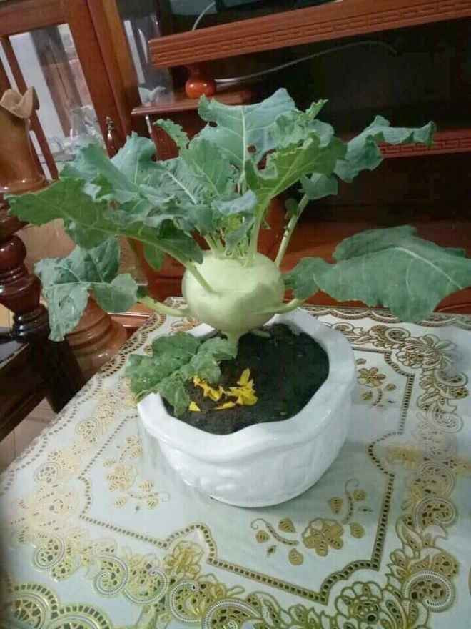 Thậm chí, nếu để độc đáo hơn, nhiều gia đình đã thay Đào, Mai như thường lệ bằng su hào có sẵn ngoài vườn.