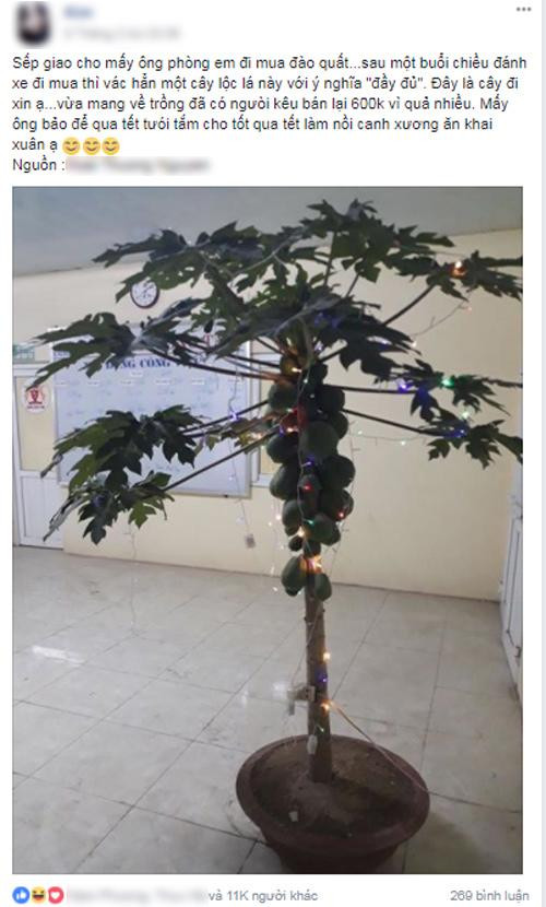 Tại sao cứ phải là Đào, Mai hay Quất... đu đủ chơi Tết thì có sao...