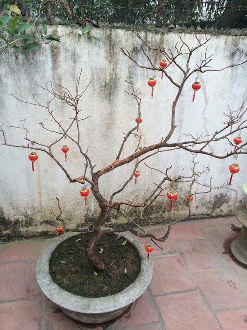 Một chiếc cây thế trụi lá nhưng đầy những lồng đèn để trưng Tết.