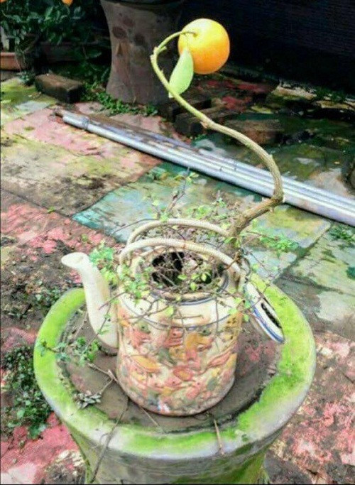 Một chiếc cây bonsai chơi Tết khiến netizen không khỏi ôm bụng cười.