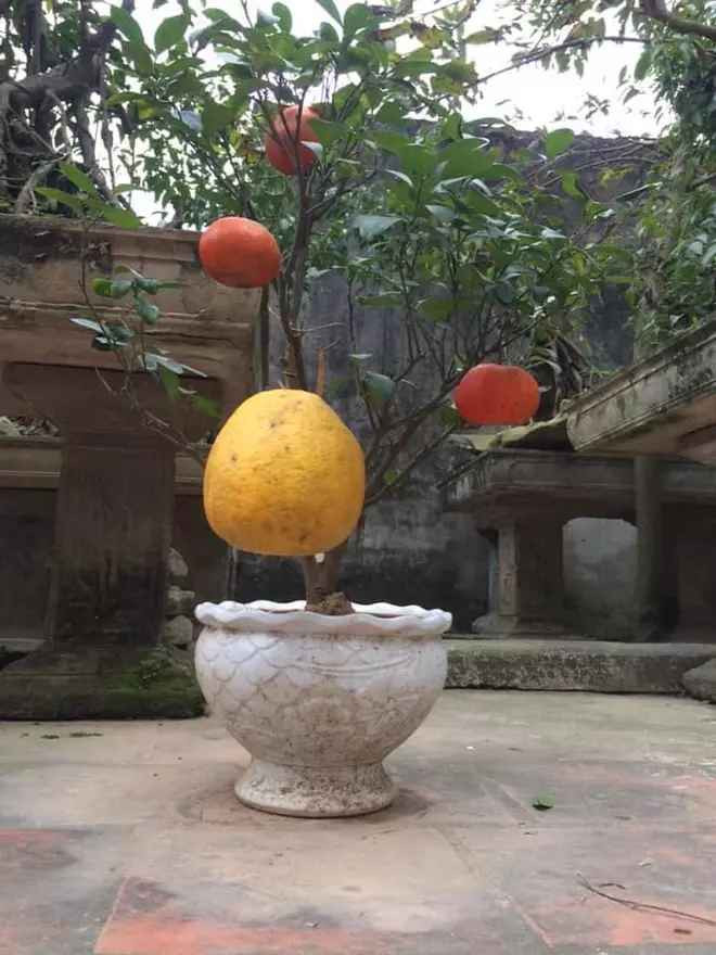Cây quýt lai bưởi trưng Tết vô cùng bá đạo của một gia đình từng gây bão cách đây vài năm.