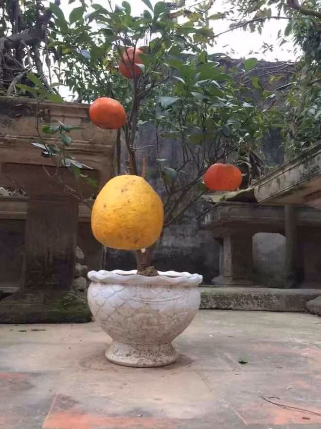 Cây quýt lai bưởi trưng Tết vô cùng bá đạo của một gia đình từng gây bão cách đây vài năm.