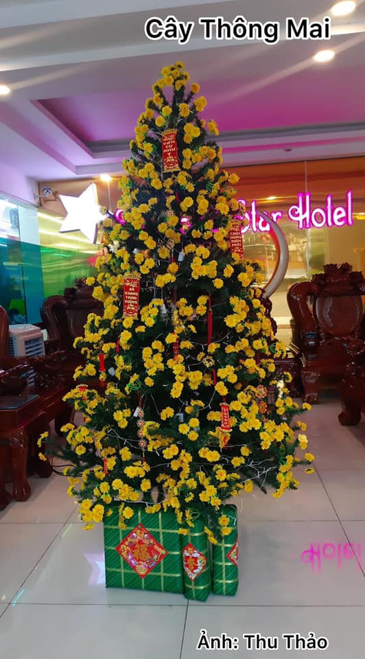 Điển hình như cách đây chưa lâu, một gia đình đã khoe cây cảnh chơi Tết Nguyên Đán mang tên cực lạ "Thông Mai" và ngay lập tức thu hút được sự chú ý của nhiều người.