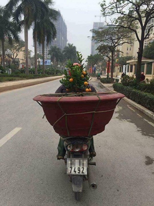 Nhìn chiếc chậu vô cùng hoành tráng nhưng với một năm kinh tế buồn thì thân cây cũng phản ánh đúng thực trạng.