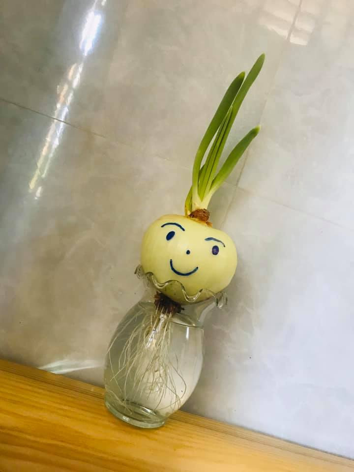 Theo từng ngày, củ hành được để trên miệng cốc nước bắt đầu nảy mầm, mọc nhánh, vừa thoả mãn nhu cầu trang trí trên bàn học, bàn làm việc hay 1 góc nhà nhỏ xinh, vừa có thể giúp giải trí, thư giãn mỗi khi nhìn thấy.