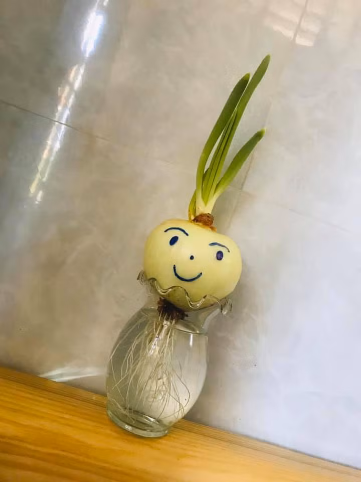 Theo từng ngày, củ hành được để trên miệng cốc nước bắt đầu nảy mầm, mọc nhánh, vừa thoả mãn nhu cầu trang trí trên bàn học, bàn làm việc hay 1 góc nhà nhỏ xinh, vừa có thể giúp giải trí, thư giãn mỗi khi nhìn thấy.