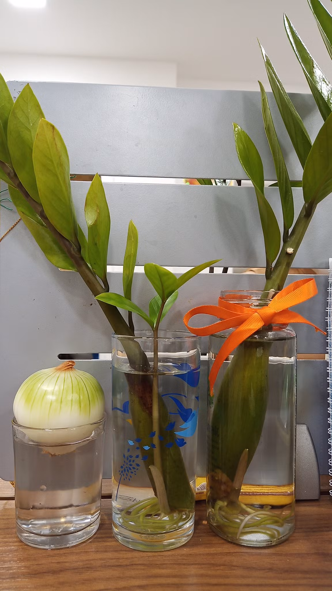 Trào lưu trồng củ hành tây không phải trò tiêu khiển mới mẻ. Nó từng xuất hiện vào năm 2015, sau một bộ phim tình cảm nổi tiếng xứ Hàn - She Was Pretty (tạm dịch: Cô nàng xinh đẹp) được phát sóng.