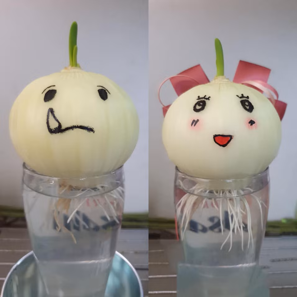 Ngoài ra, hành tây còn làm giảm khả năng lây nhiễm của một số bệnh nhờ đặc tính kháng khuẩn mạnh.