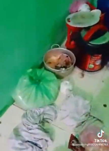 Nhìn cảnh tượng kinh hãi, chủ trọ thở dài không hiểu vì sao cô gái lại lười dọn dẹp đến thế, dù căn phòng cho thuê chỉ "bé bằng lỗ mũi".