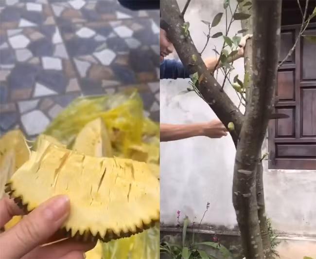 Trước đó trên MXH, không ít lần các netizen được chứng kiến những màn bổ mít và kết quả khiến cho chủ nhân phải đắng lòng thực sự.