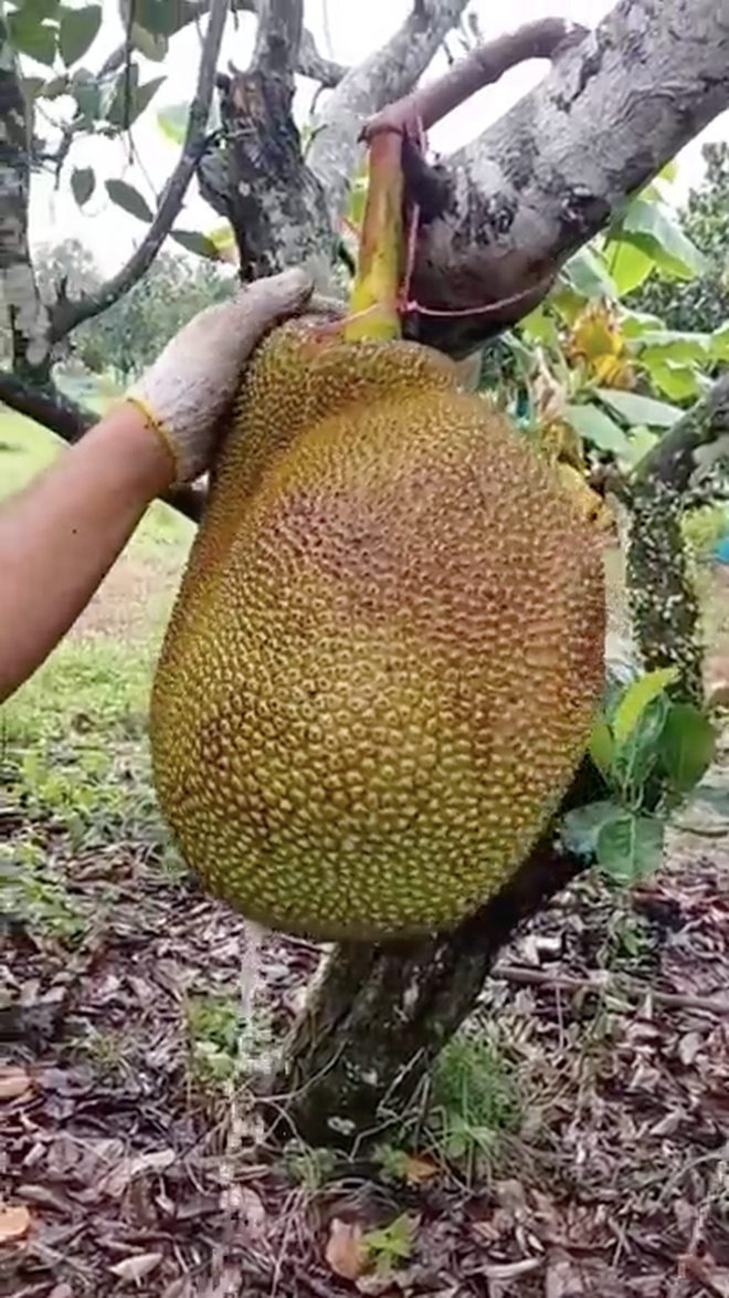 Mới đây, đoạn clip ghi lại cảnh quả mít có kích thước rất lớn, chín cây, vẫn bám chắc trên cành được người nông dân bổ ngay trên cây thu hút sự chú ý và bình lauanj của nhiều netizen.