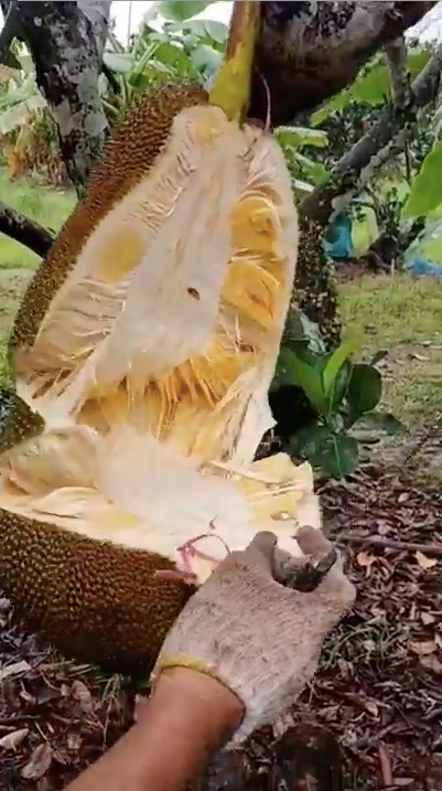 Dưới phần bình luận, những người có kinh nghiệm trồng cây mít khẳng định trái mít này đã bị quá nước, đọng nhiều nước mưa, khi bổ chảy ra nhiều nước như vậy thì sẽ nhạt, nhiều xơ, ăn kém ngon.