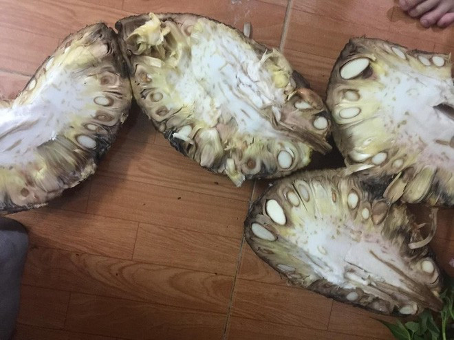 Có lẽ dự đoán của dân mạng đã đúng, quả mít to nhưng nhiều xơ, múi nhỏ và khuất, màu nhạt.