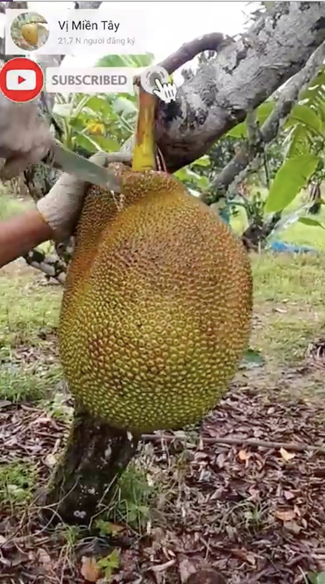 Màn lách dao bổ quả mít trông rất đã mắt, nhưng những người tinh ý đã nhìn thấy ngay một điểm và khẳng định trái mít này không ngon.