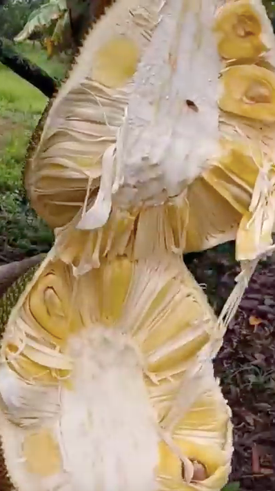 Những trái mít mọc cành thấp hoặc ở khu vực nhiều mưa thì thường gặp tình trạng này màu nhạt và đọng nước.