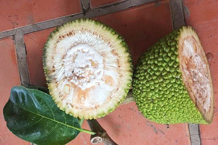 Nhiều trường hợp vì quá mê ăn mà khi trái mít con xanh đã tìm dao để bổ và cái kết vô cùng đắng.