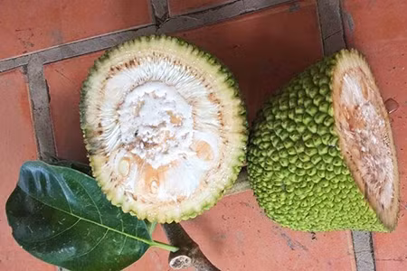 Nhiều trường hợp vì quá mê ăn mà khi trái mít con xanh đã tìm dao để bổ và cái kết vô cùng đắng.