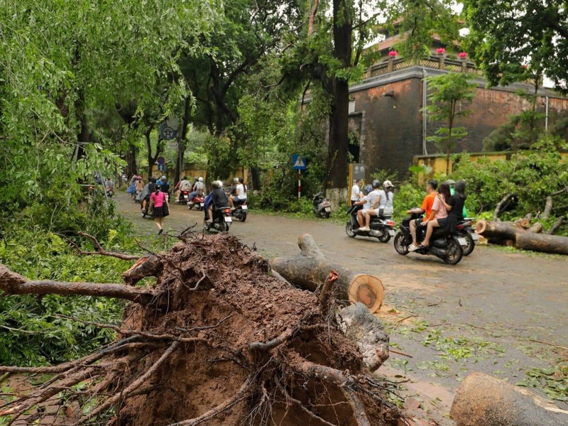 Cây cổ thụ phía trước cổng thành Cửa Bắc bật gốc đêm ngày 7/9.