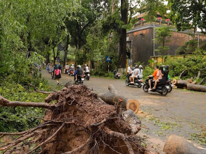 Cây cổ thụ phía trước cổng thành Cửa Bắc bật gốc đêm ngày 7/9.