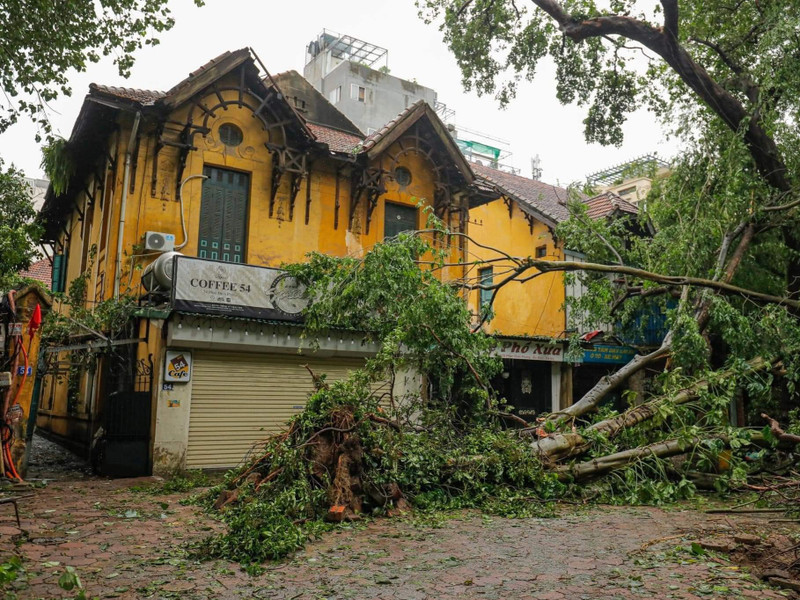 Hàng nghìn cây xanh đủ mọi loại kích cỡ ở Hà Nội không thể đứng vững trước cơn thịnh nộ của bão số 3 Yagi.