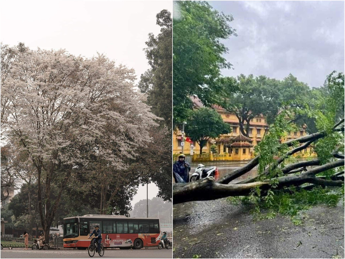 Cây sưa trắng góc đường Độc Lập trước của Bộ Ngoại giao nơi được các "nàng thơ" check-in.