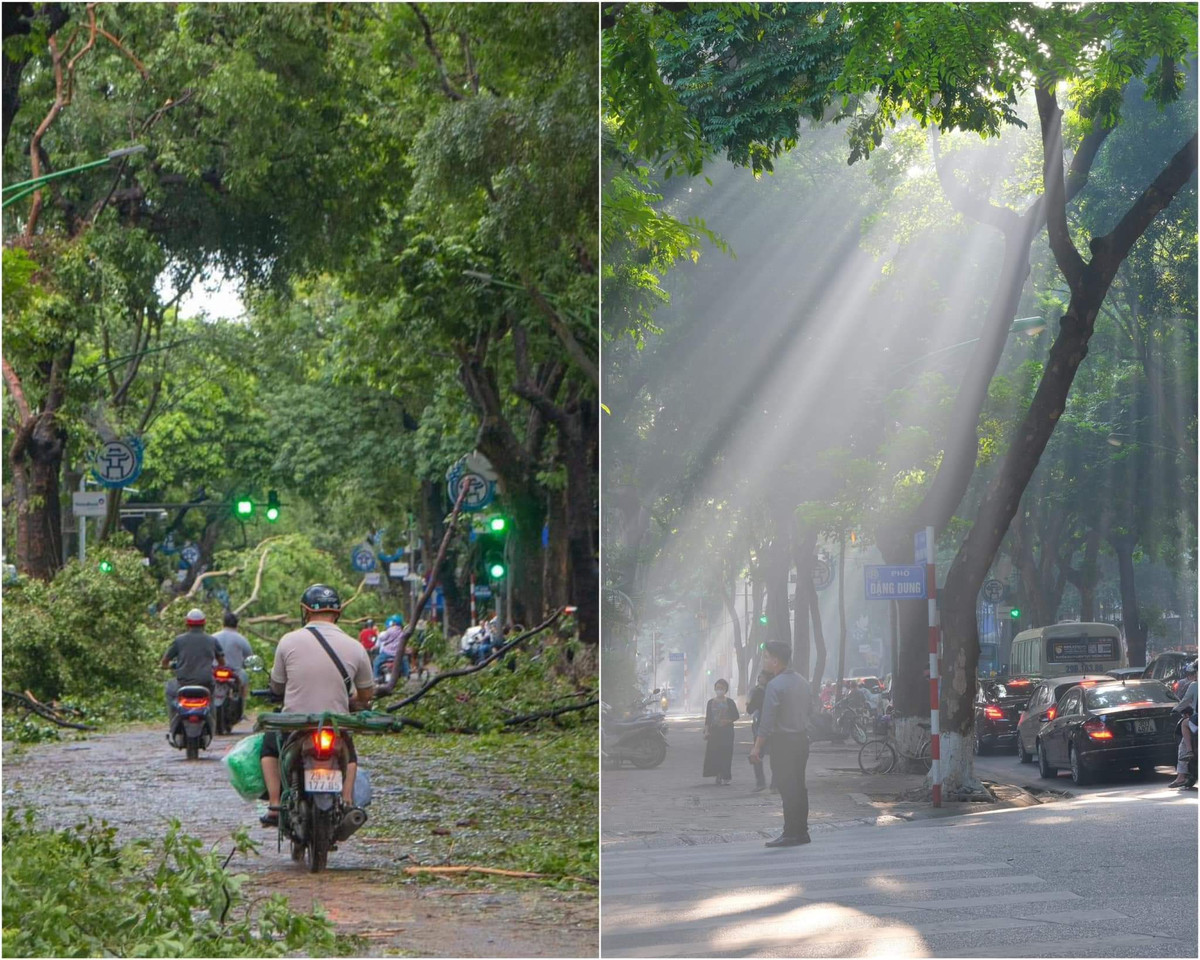 Như đã biết sau khi bão Yagi quét qua Hà Nội, nhiều gốc cây xanh đã đổ xuống. Những con đường ngày ngày rợp bóng cây như Phan Đình Phùng, Trần Phú... đều tan hoang sau bão.