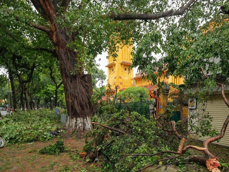 Đây là thiệt hại rất lớn với cảnh quan của Hà Nội bởi các cây xanh không chỉ đem lại không khí trong lành cho người dân mà còn gắn bó với kí ức của nhiều người.