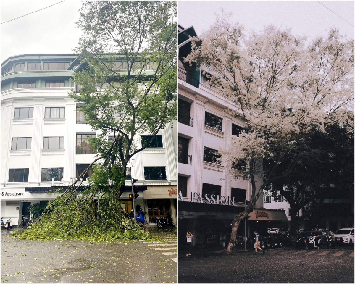 Cây hoa sưa trắng góc phố Phan Đình Phùng với Phùng Hưng cũng chung cảnh ngọ khi bị gió xé tạc mất nửa thân cây.