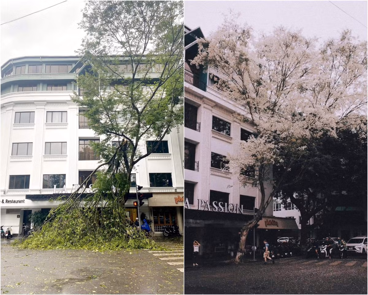 Cây hoa sưa trắng góc phố Phan Đình Phùng với Phùng Hưng cũng chung cảnh ngọ khi bị gió xé tạc mất nửa thân cây.