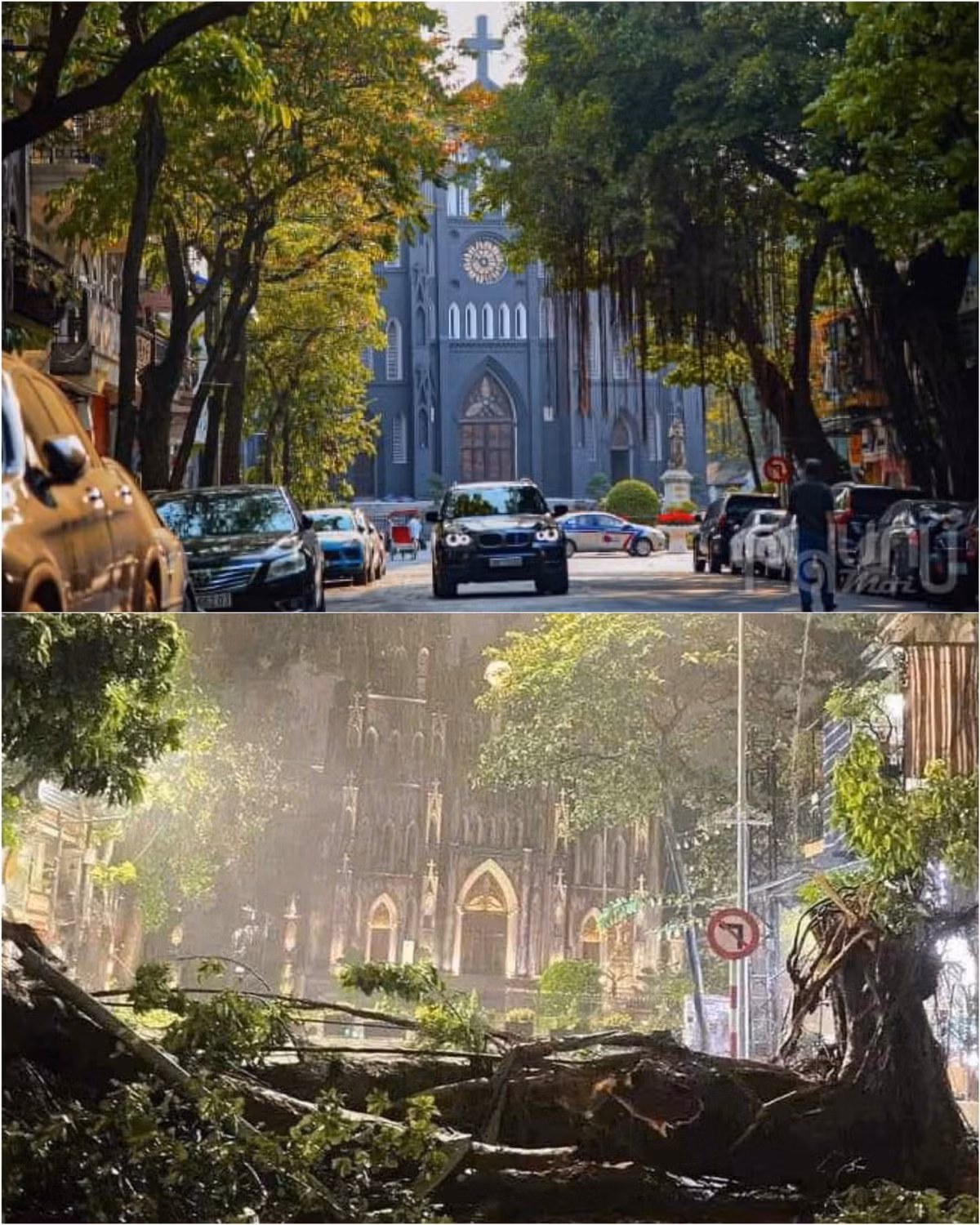 Gốc cây cổ thụ trước cửa Nhà thờ Lớn thuộc phố Hàng Trống cũng không đứng vững trước sức gió của cơn bão Yagi vừa qua.