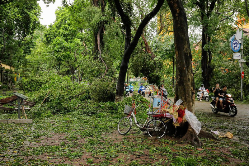 Theo báo cáo từ các cơ quan chức năng, sau khi bão Yagi quét qua Hà Nội đã có hơn 14.000 cây xanh trên toàn thành phố bị bật gốc, gẫy đổ.