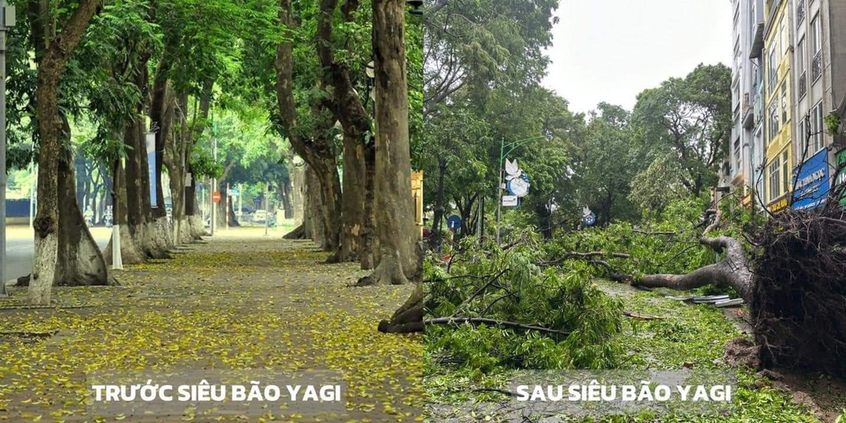 Những hàng cây ngày ngày được nhiều bạn trẻ đứng dưới tán check-in tại con phố Phan Đình Phung nay đã ngã xuống sau đêm đón bão Yagi.