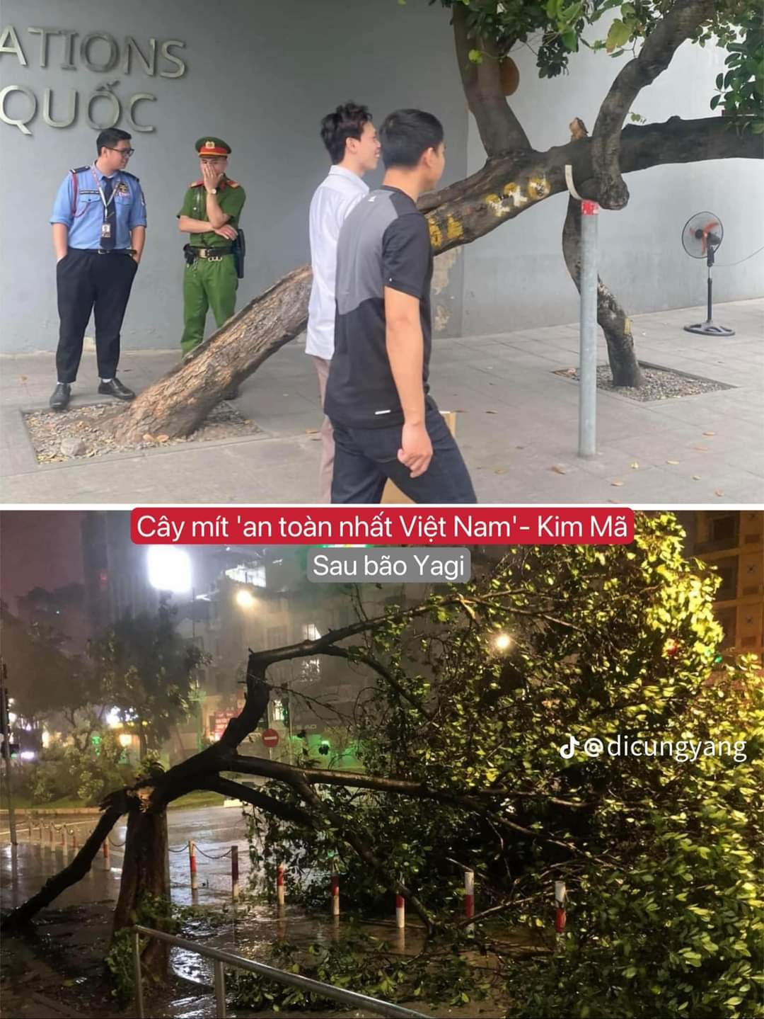 Cây mít từng được mệnh danh "an toàn nhất Việt Nam" cũng vì trận bão đi qua mà ngã gục.