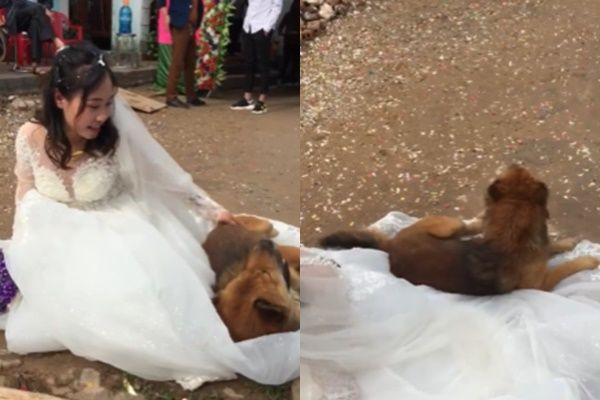Thậm chí, chú chó biết sắp phải xa cô chủ rồi nên suốt đám cưới nó chỉ ngồi buồn một chỗ. Nhìn dòng nước mắt của nó khiến nhiều người xúc động bởi tình cảm mà nó dành cho cô chủ của mình.