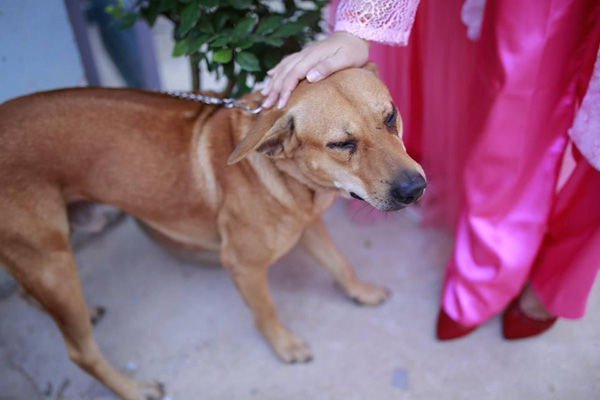 Nhiếp ảnh gia trẻ Huỳnh Lý Hùng từng chia sẻ trên trang cá nhân bộ ảnh chụp ngày cưới cho cô dâu, chú rể nhưng mọi người đều tập trung vào chú chó của cô dâu. Khi cô dâu được chú rể đón đi, chú chó đã chảy nước mắt, nhảy lên muốn được ôm cô dâu.