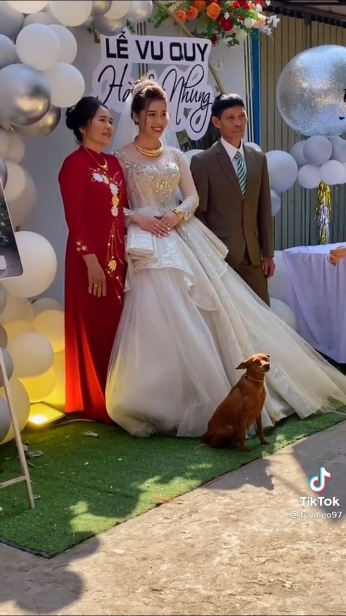 Mới đây, chủ tài khoản TikTok có tên Tuoiheo97 đã đăng tải một đoạn clip khi cùng bố mẹ nhân ngày trong đại nhất của cuộc đời, đó là ngày cưới thì chú chó nhỏ luôn đứng bên cạnh cô dâu, không rời nửa bước.