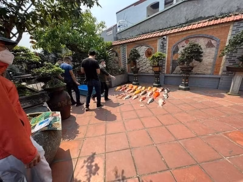 Ở Việt Nam, rất nhiều người đã bỏ ra một số tiền lớn để mua cá Koi về làm cảnh, thoả mãn thú vui chăm cá của mình.