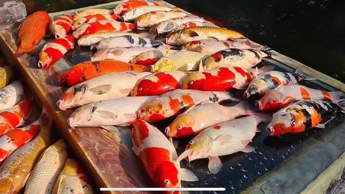 Dù khá khó nuôi nhưng vì vẻ đẹp của cá Koi vẫn được nhiều người săn lùng.