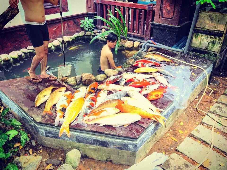 Cách đây chưa lâu, câu chuyện một ông chồng mê nhậu khi vợ gọi không về nhà nên thịt hại cả đàn cá Koi lên tới tiền tỷ từng gây xôn xao.