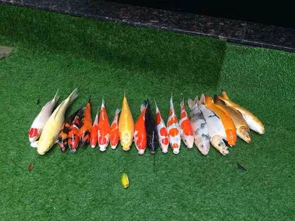 Cá Koi giá trị không đến từ thịt mà chúng đến từ kích thước, màu sắc và chủng loại...
