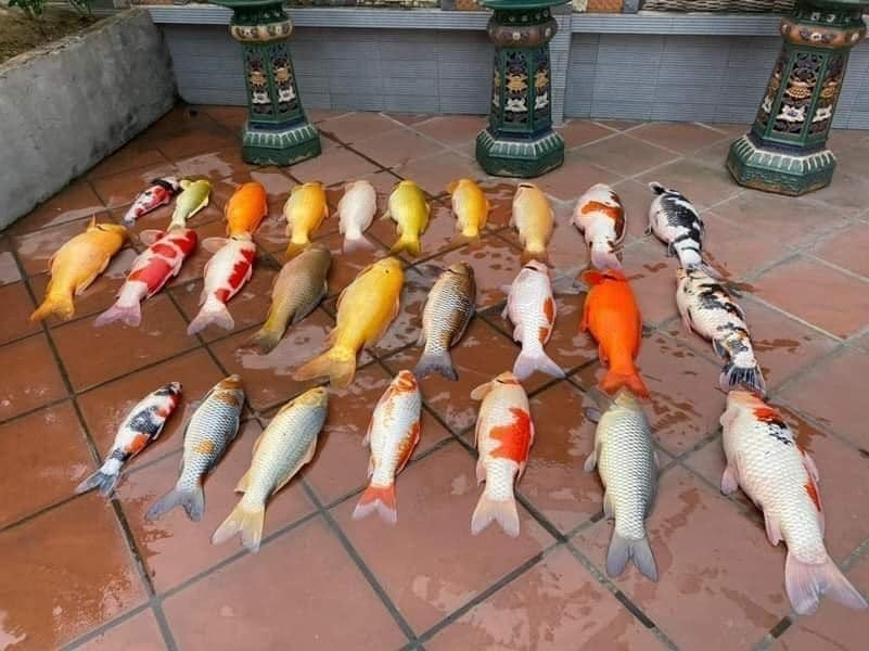 Bên cạnh đó, cách chăm sóc loài cá Koi cũng rất công phu từ nơi nuôi, nhiệt độ nước, độ pH trong nước,... bởi nếu không thích hợp nó sẽ dễ dàng lăn ra chết.