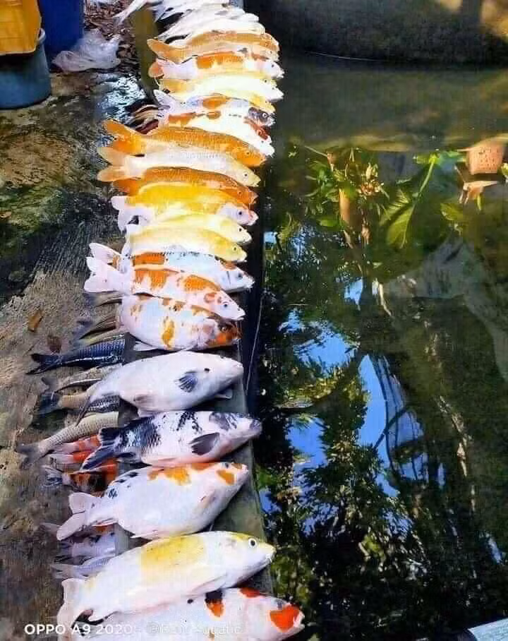 "Số tiền làm bể, tiền thức ăn và bao công chăm sóc thật sự không nhỏ. Nhìn vật nuôi của mình lăn ra chết hàng loạt này thấy xót xa vô cùng" hay "Không hiểu nguyên nhân vì sao cá lại đồng loạt chết vậy nhỉ. Ai nuôi cá mới hiểu, nhìn đàn cá chết như vậy chẳng khác nào thú cưng bị chết đi"... là những bình luận của dân mạng sau khi nhìn cảnh đàn cá Koi hơn 700 triệu đồng chết.