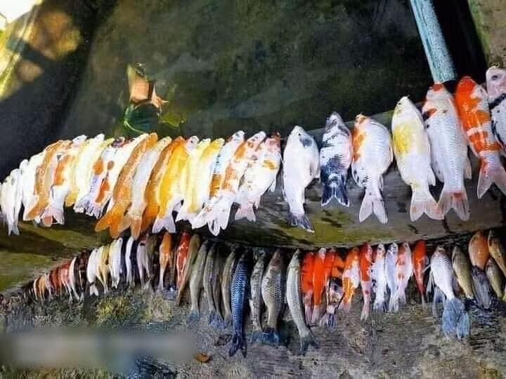 Trước đó, những hình ảnh về đàn cá Koi lăn đùng ra chết từng gây bão trên mạng xã hội.