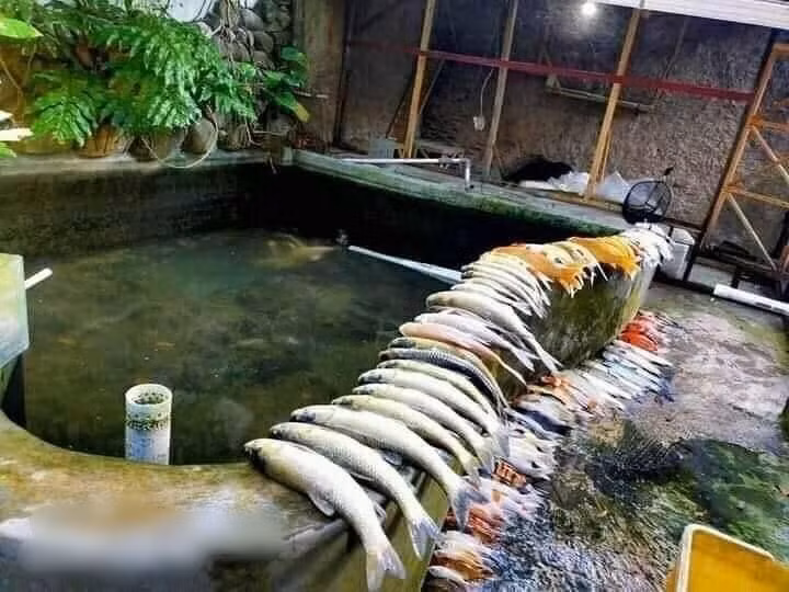 Chẳng hiểu lý do bệnh dịch hay cách chăm sóc thiếu khoa học mà nhiều chủ hồ cá Koi phải ôm hận khi nhìn đàn "thú cưng" ra đi.